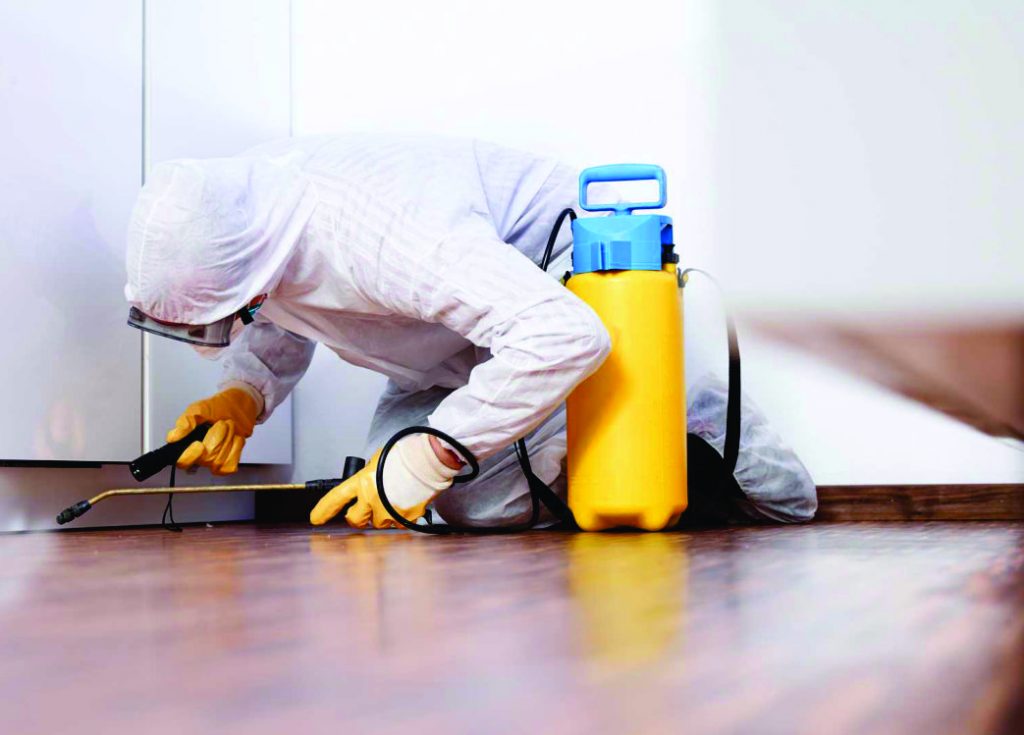 Pest Inspection
