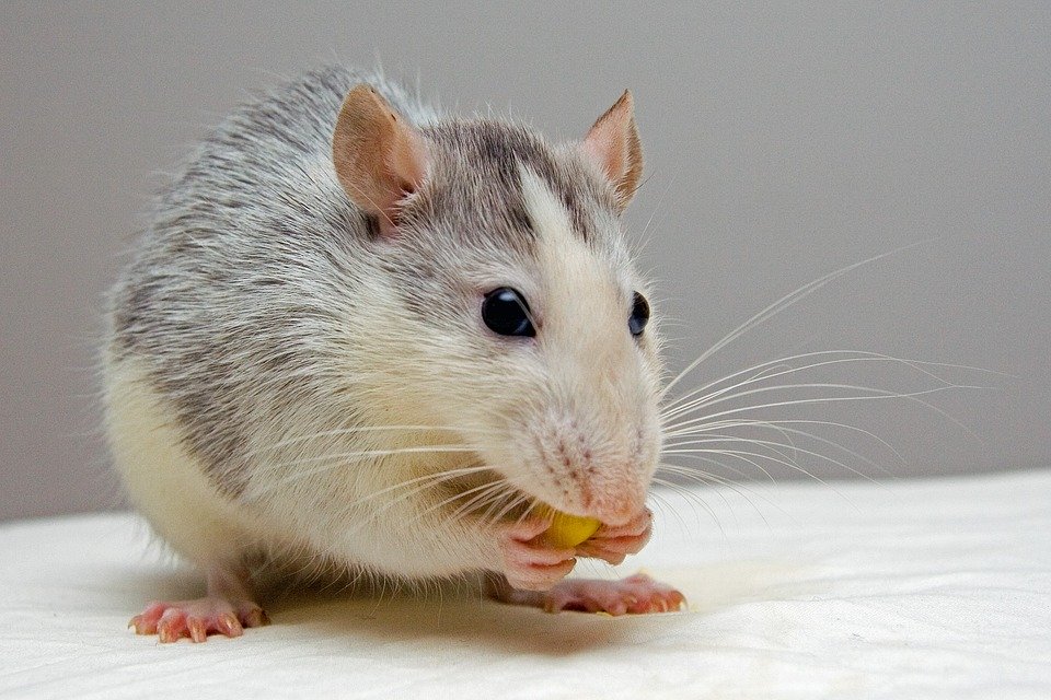 rats-pest