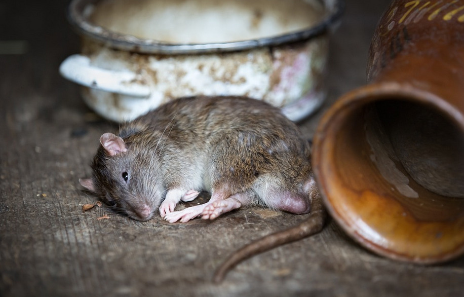 rat