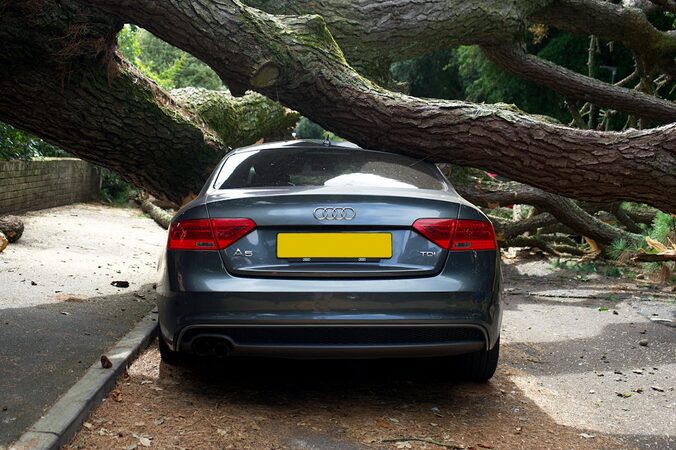 problem with fallen tree